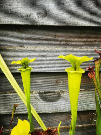 SFX01 Sarracenia flava -- “Goldie” (F257, MK)