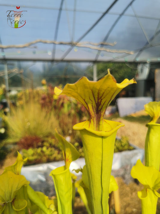 SFX01 Sarracenia flava -- “Goldie” (F257, MK)