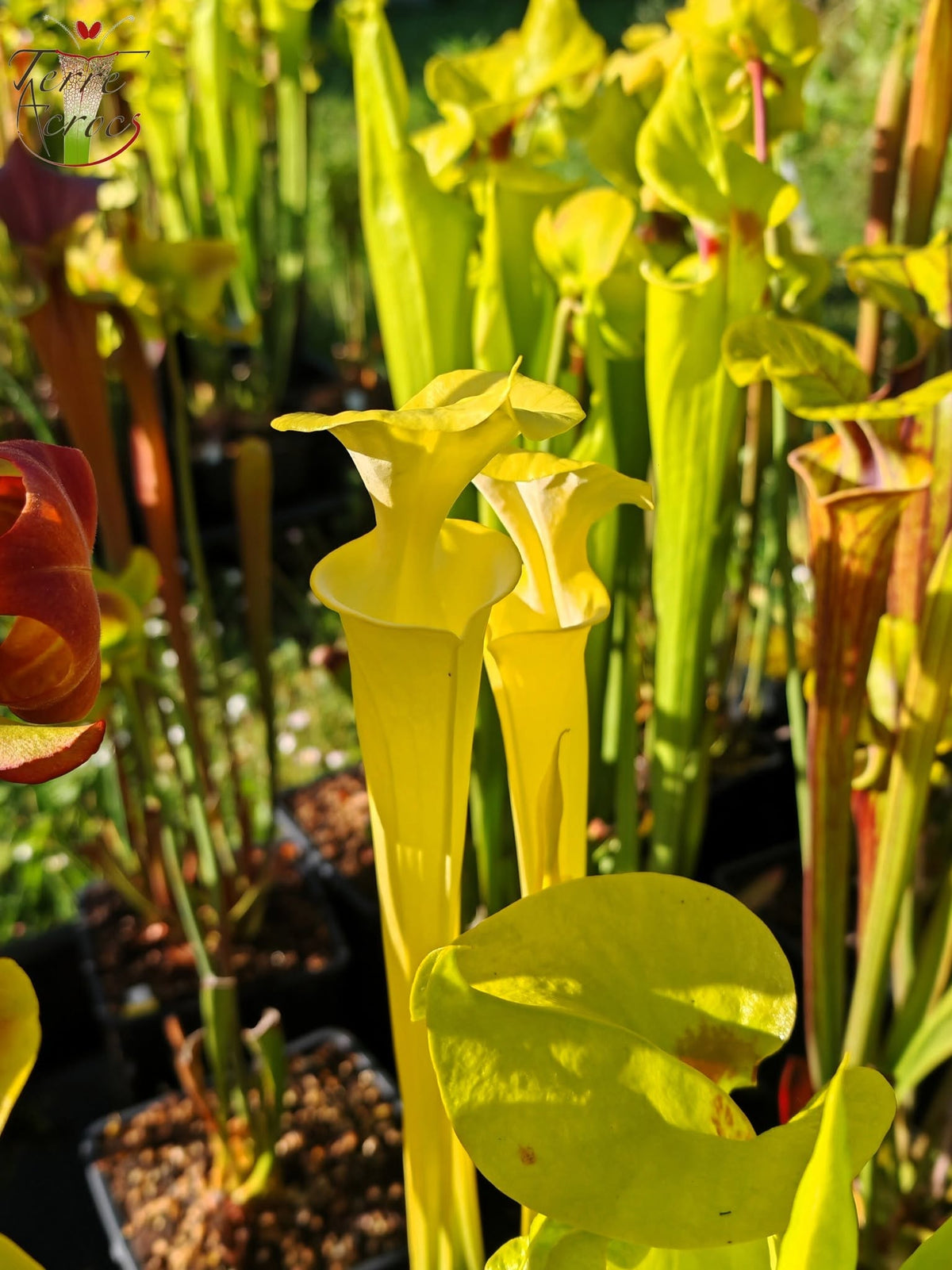 SFX01a Sarracenia flava -- “Goldie” (F257, MK)