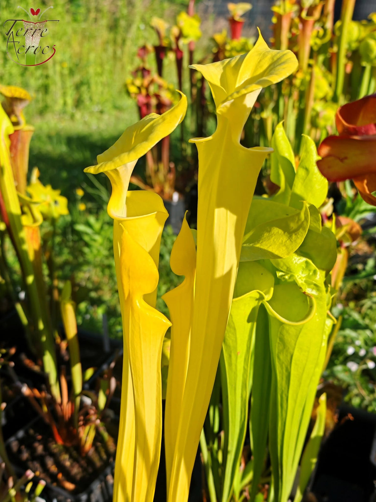 SFX01a Sarracenia flava -- “Goldie” (F257, MK)