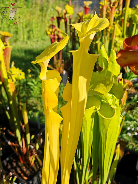 SFX01 Sarracenia flava -- “Goldie” (F257, MK)