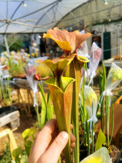 SFX02 Sarracenia x (rugelii -- giant robust clone(F18, MK) x atropurpurea -- “Kimber Red Ruffles” (F195, MK))