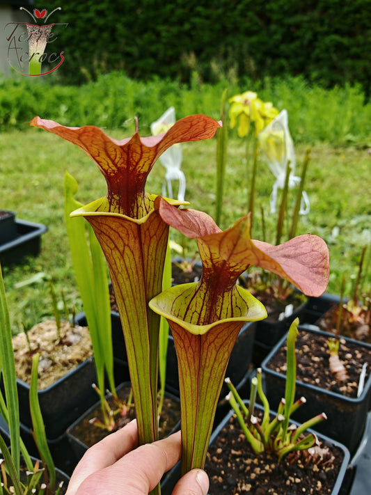 SFX02 Sarracenia x (rugelii -- giant robust clone(F18, MK) x atropurpurea -- “Kimber Red Ruffles” (F195, MK))