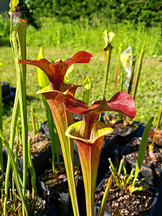 SFX02 Sarracenia x (rugelii -- giant robust clone(F18, MK) x atropurpurea -- “Kimber Red Ruffles” (F195, MK))