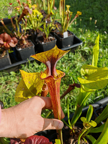 SFX04a: Sarracenia x (S. flava var. cuprea -- Copper top x S. flava var. rubricorpora -- Liberty Co, Fla (Very Dark))