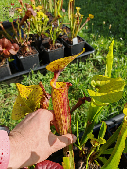 SFX04 : Sarracenia x (S. flava var. cuprea -- Copper top x S. flava var. rubricorpora -- Liberty Co, Fla (Very Dark))