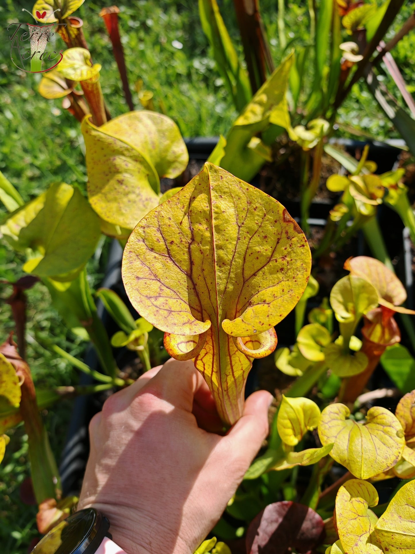 SFX04 : Sarracenia x (S. flava var. cuprea -- Copper top x S. flava var. rubricorpora -- Liberty Co, Fla (Very Dark))