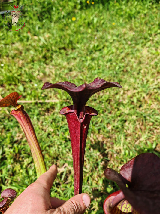 SFX04b: Sarracenia x (S. flava var. cuprea -- Copper top x S. flava var. rubricorpora -- Liberty Co, Fla (Very Dark))