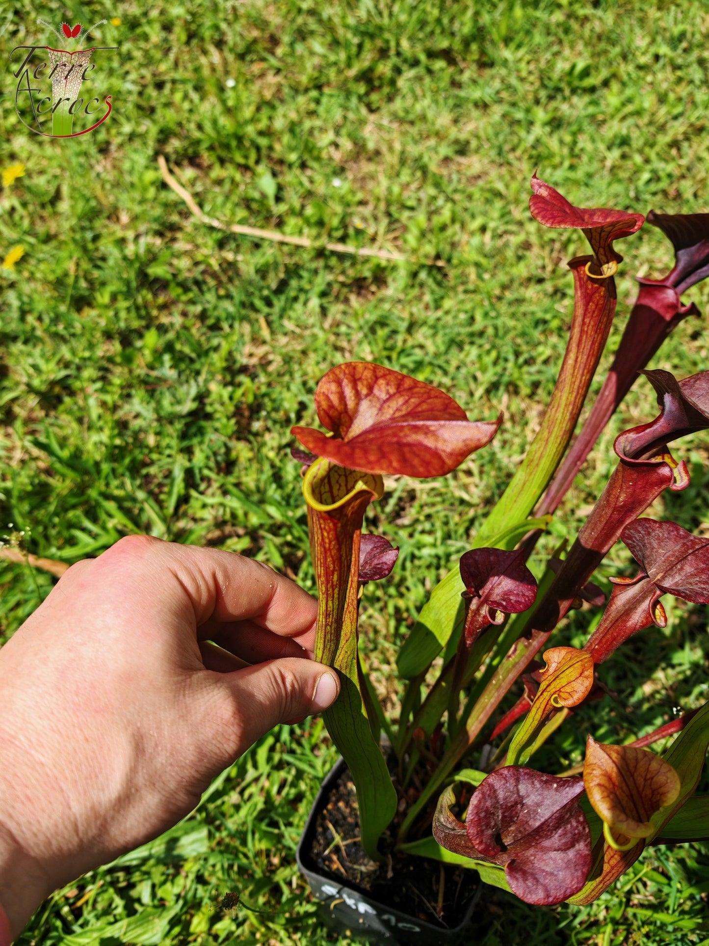 SFX04b : Sarracenia x (S. flava var. cuprea -- Copper top x S. flava var. rubricorpora -- Liberty Co, Fla (Very Dark))