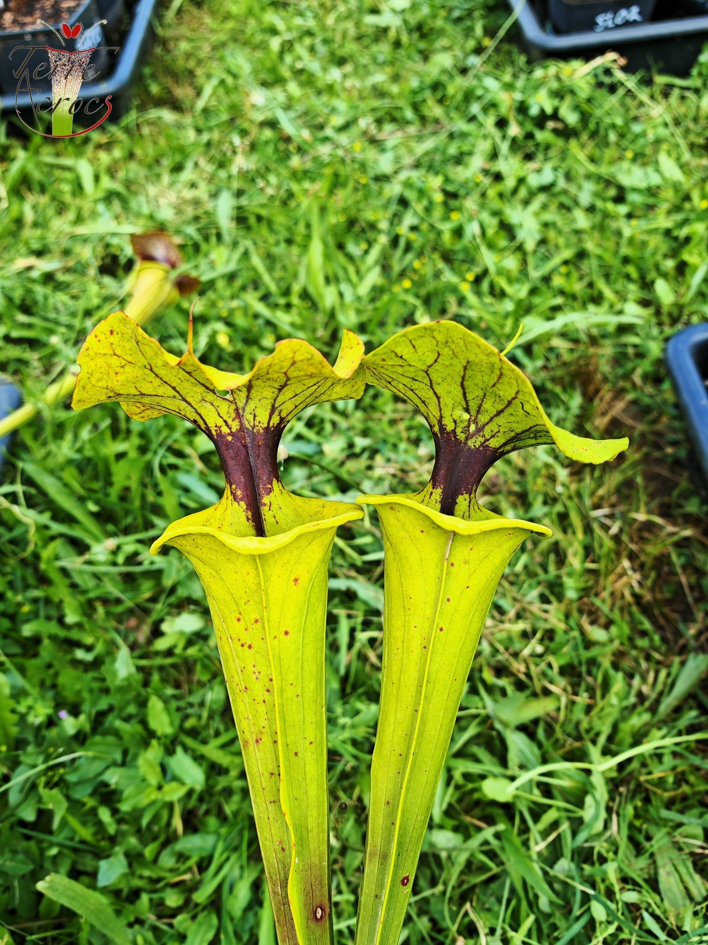 SFX07 Sarracenia flava -- clone vigoureux (GB)