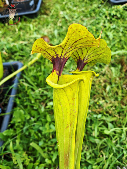 SFX07 Sarracenia flava -- clone vigoureux (GB)