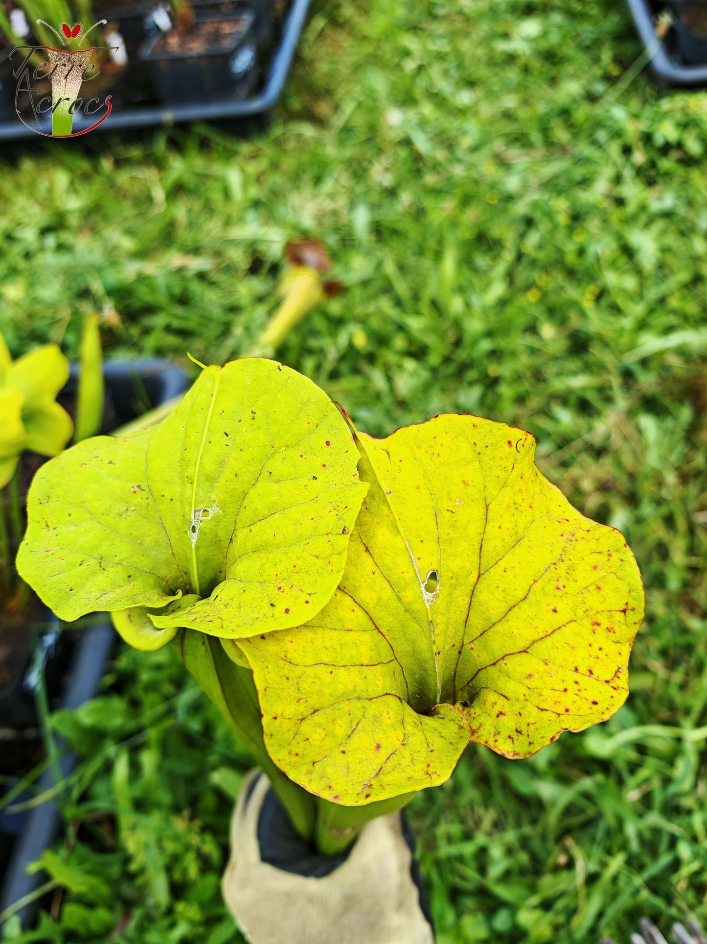 SFX07 Sarracenia flava -- clone vigoureux (GB)