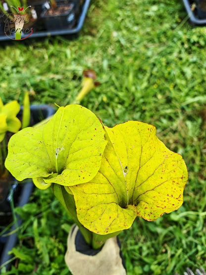SFX07 Sarracenia flava -- clone vigoureux (GB)