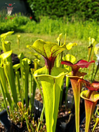 SFX07 Sarracenia flava -- clone vigoureux (GB)