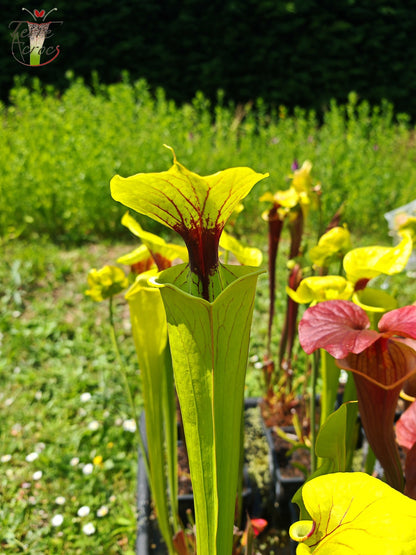 SFX07 Sarracenia flava -- clone vigoureux (GB)