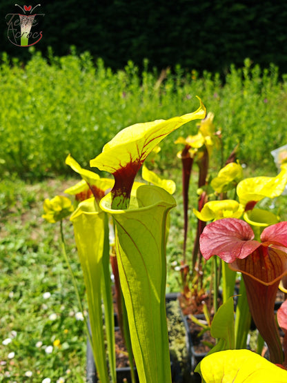 SFX07 Sarracenia flava -- clone vigoureux (GB)