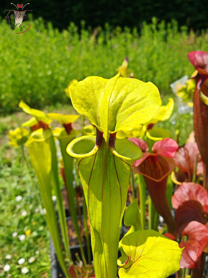 SFX07 Sarracenia flava -- clone vigoureux (GB)