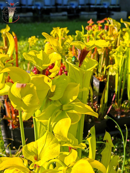 SFX07 Sarracenia flava -- clone vigoureux (GB)