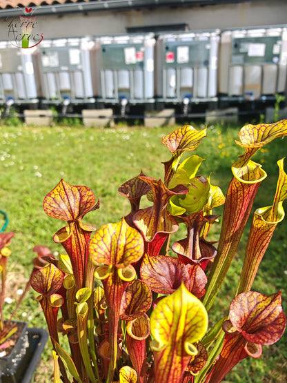 SFX08-1 Sarracenia x (S. flava ornata -- “Black Veins” (Original) x S. flava var. atropurpurea -- ‘Waccamaw’)(Peatypicthers seedgrown)