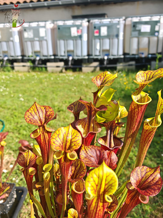 SFX08-1 Sarracenia x (S. flava ornata -- “Black Veins” (Original) x S. flava var. atropurpurea -- ‘Waccamaw’)(Peatypicthers seedgrown)