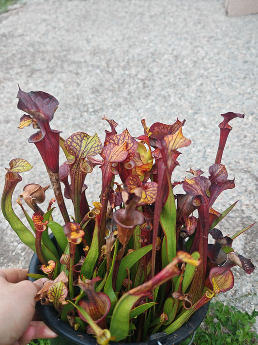 SFX08-1 Sarracenia x (S. flava ornata -- “Black Veins” (Original) x S. flava var. atropurpurea -- ‘Waccamaw’)(Peatypicthers seedgrown)
