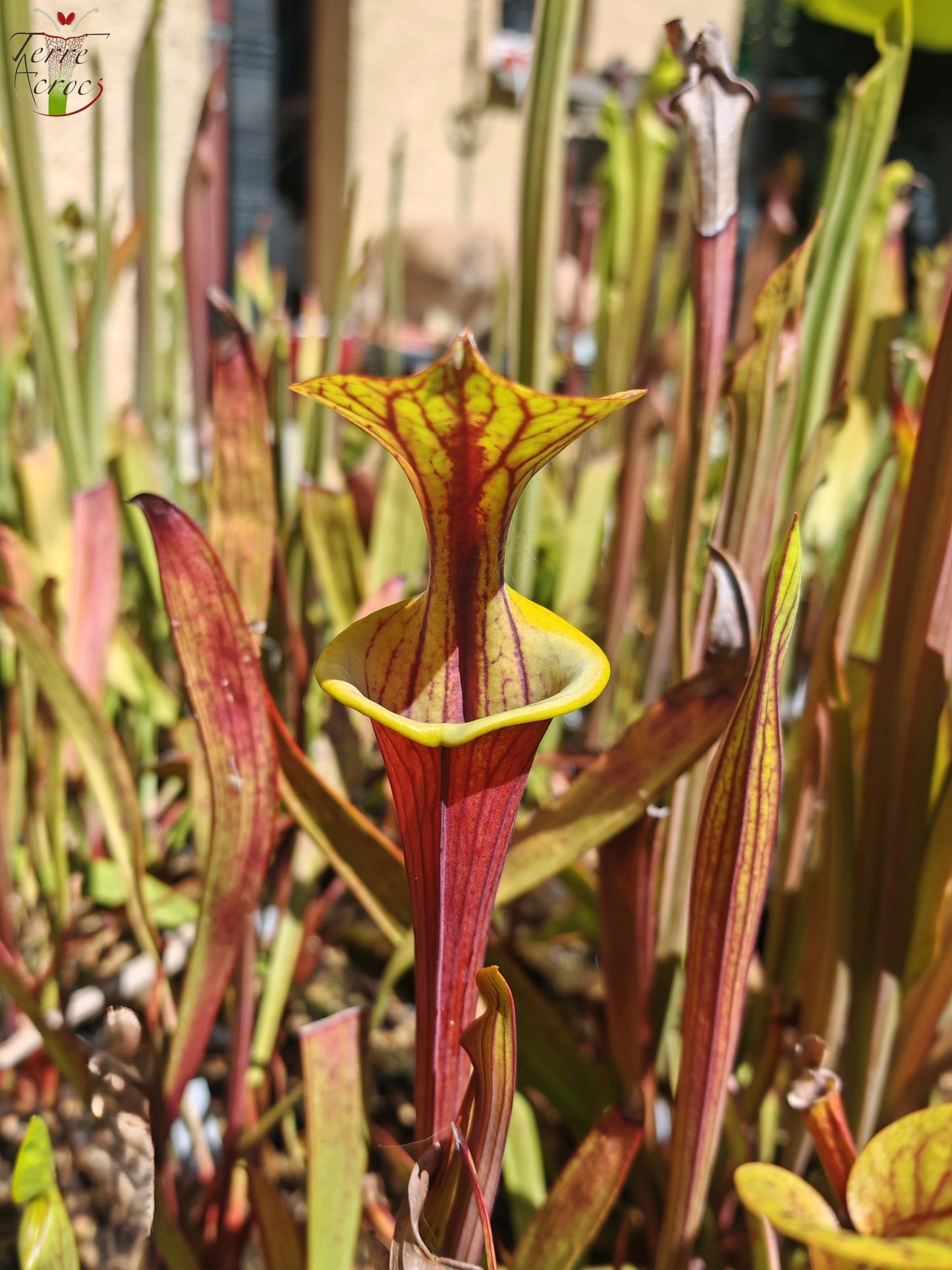 SFX08-1 Sarracenia x (S. flava ornata -- “Black Veins” (Original) x S. flava var. atropurpurea -- 'Waccamaw')(Peatypicthers seed-grown)