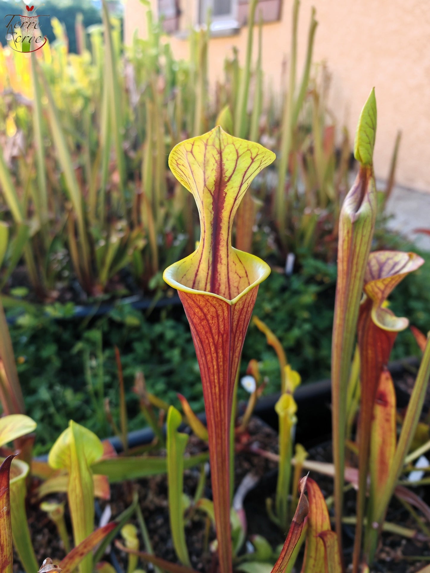 SFX08-1 Sarracenia x (S. flava ornata -- “Black Veins” (Original) x S. flava var. atropurpurea -- 'Waccamaw')(Peatypicthers seed-grown)