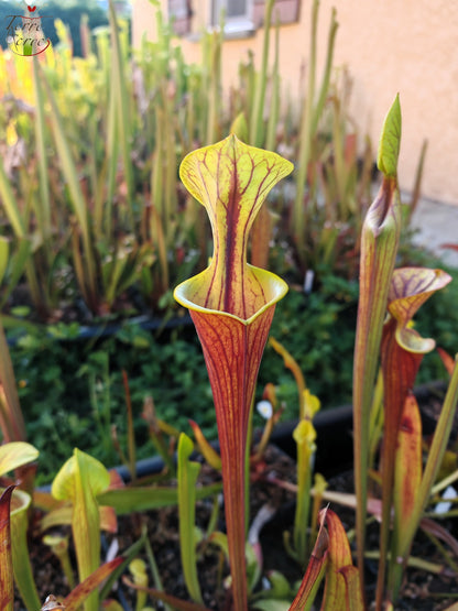 SFX08-1 Sarracenia x (S. flava ornata -- “Black Veins” (Original) x S. flava var. atropurpurea -- 'Waccamaw')(Peatypicthers seed-grown)