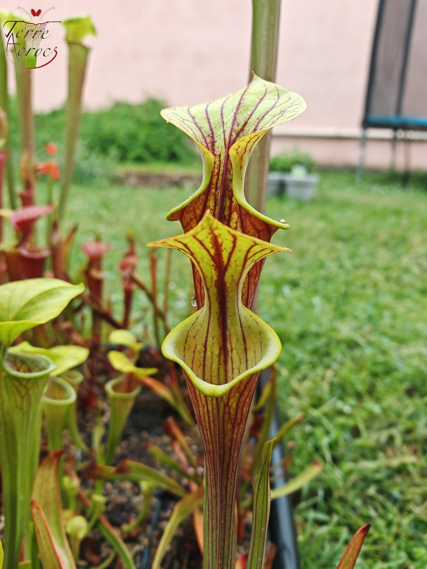 SFX08-1 Sarracenia x (S. flava ornata -- “Black Veins” (Original) x S. flava var. atropurpurea -- 'Waccamaw')(Peatypicthers seed-grown)