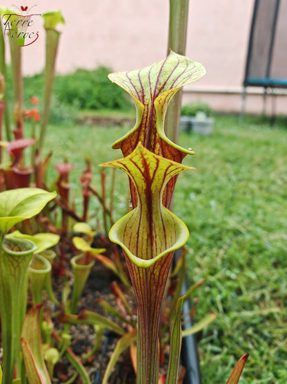 SFX08-1 Sarracenia x (S. flava ornata -- “Black Veins” (Original) x S. flava var. atropurpurea -- 'Waccamaw')(Peatypicthers seed-grown)