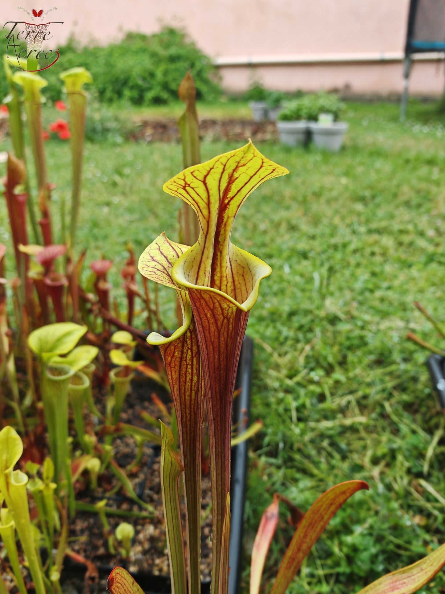 SFX08-1 Sarracenia x (S. flava ornata -- “Black Veins” (Original) x S. flava var. atropurpurea -- 'Waccamaw')(Peatypicthers seed-grown)