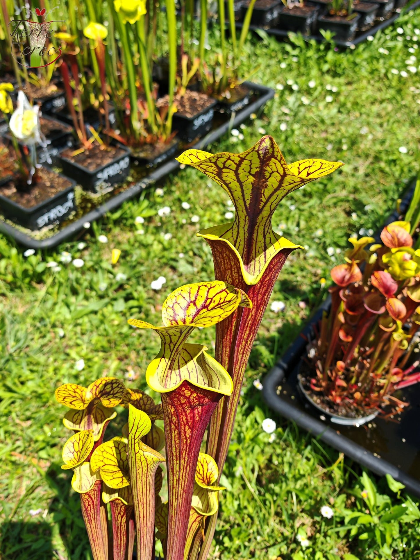 SFX08-03 Sarracenia x (“Black Veins” x ‘Waccamaw’) (clone 3)
