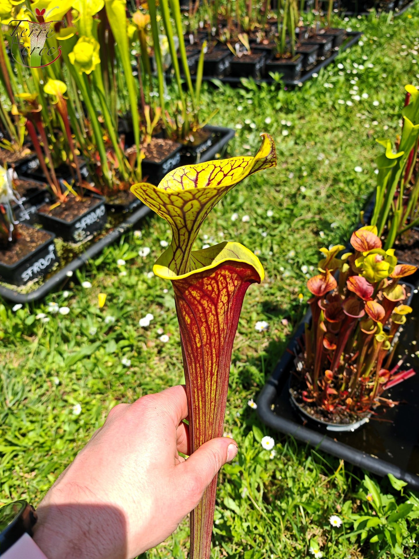 SFX08-03 Sarracenia x (“Black Veins” x ‘Waccamaw’) (clone 3)