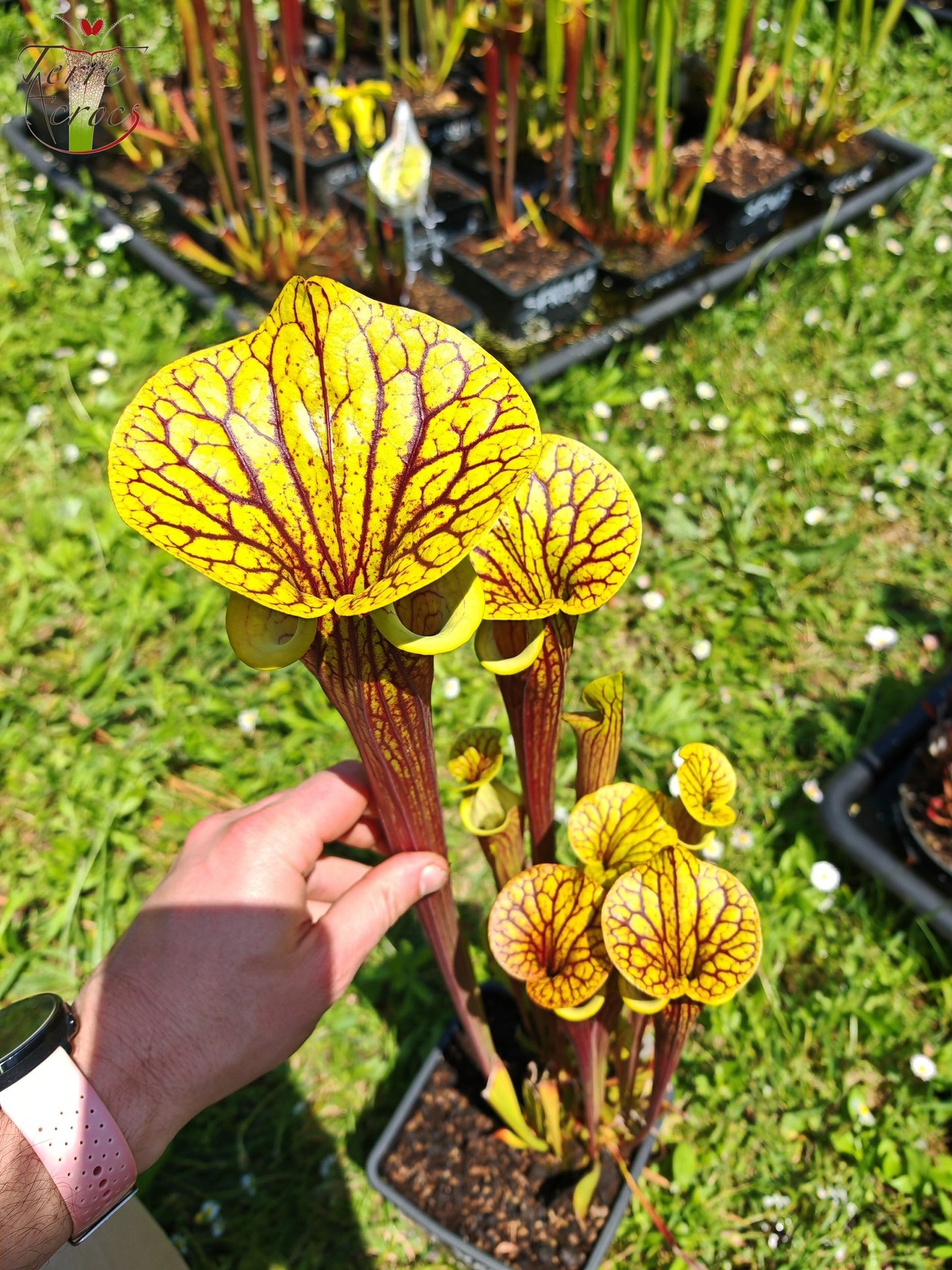 SFX08-03 Sarracenia x (“Black Veins” x ‘Waccamaw’) (clone 3)