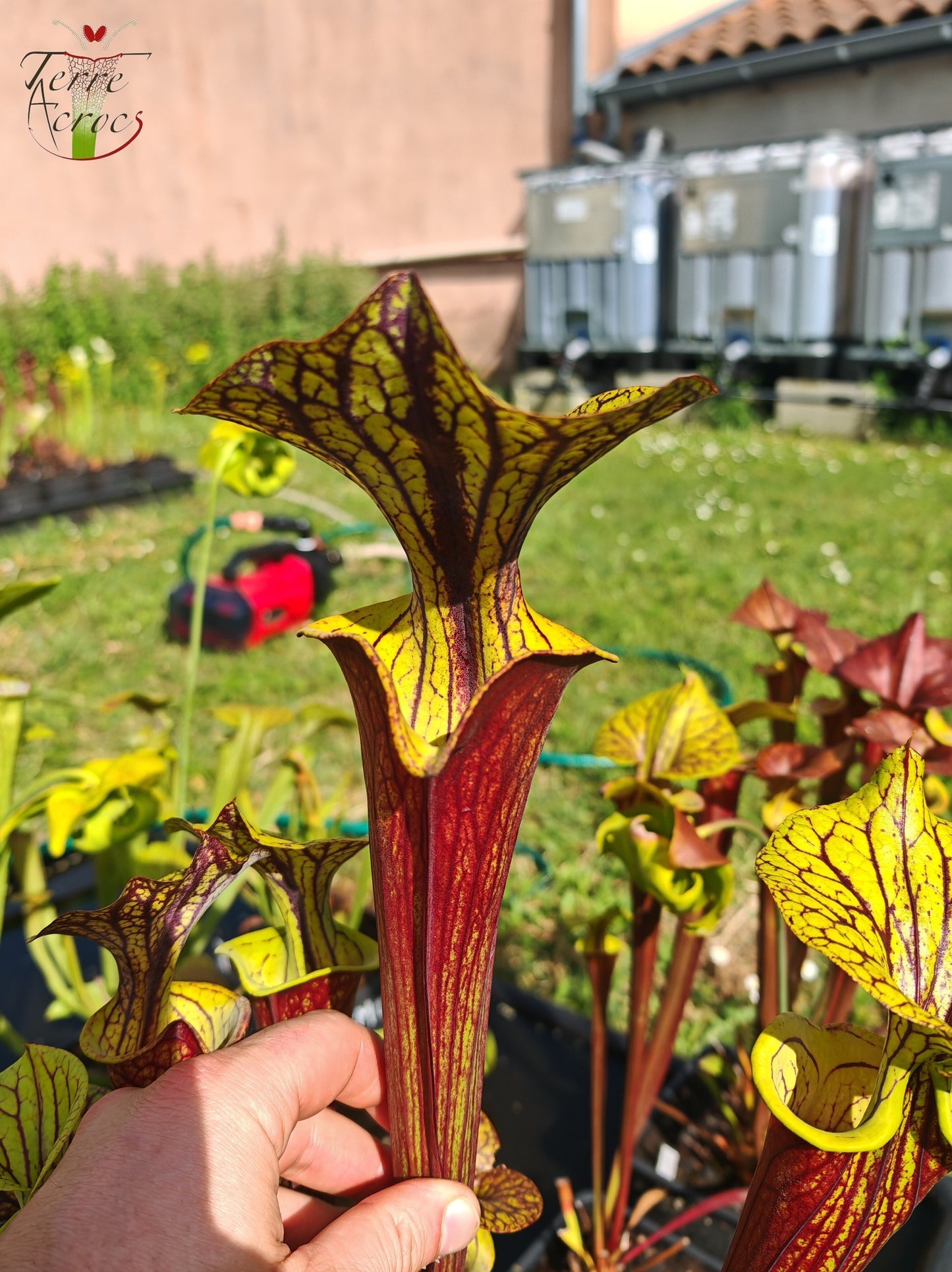 SFX08-03 Sarracenia x (“Black Veins” x ‘Waccamaw’) (clone 3)