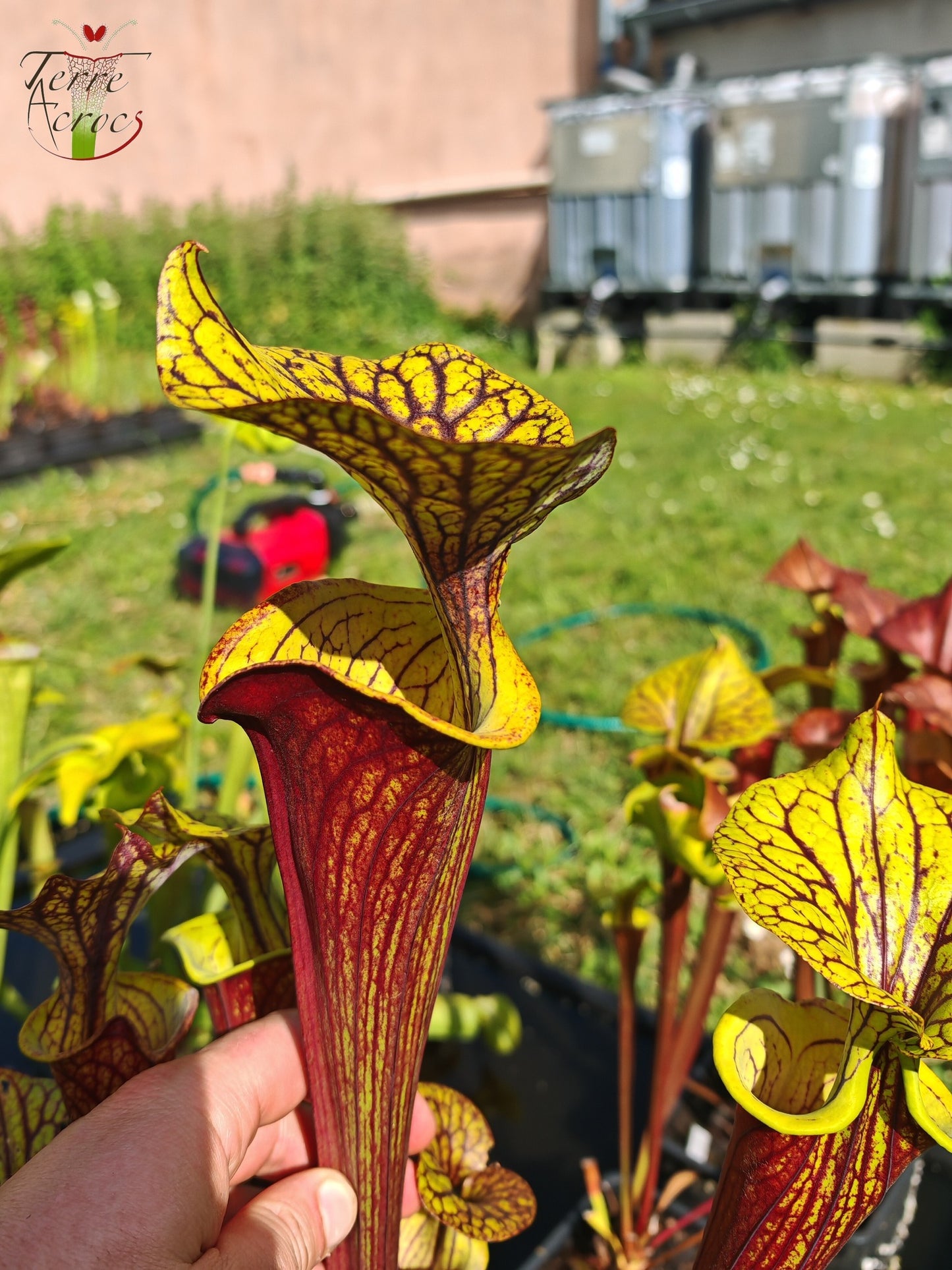 SFX08-03 Sarracenia x (“Black Veins” x ‘Waccamaw’) (clone 3)