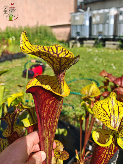 SFX08-03 Sarracenia x (“Black Veins” x ‘Waccamaw’) (clone 3)