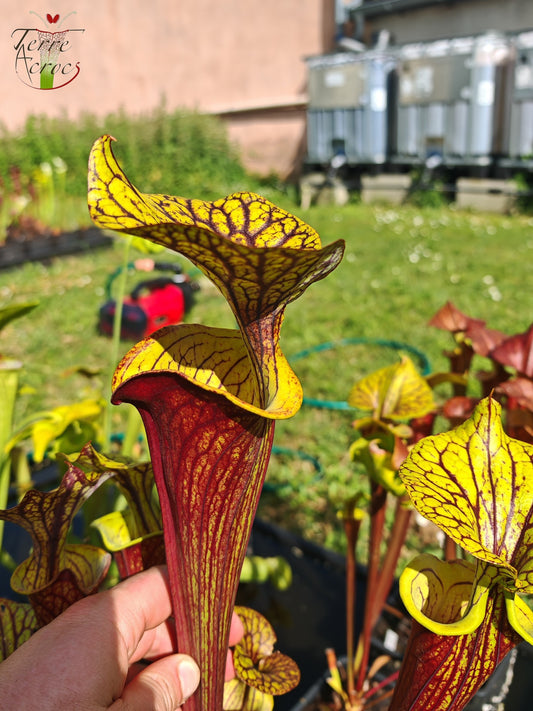 SFX08-03 Sarracenia x (“Black Veins” x ‘Waccamaw’) (clone 3)