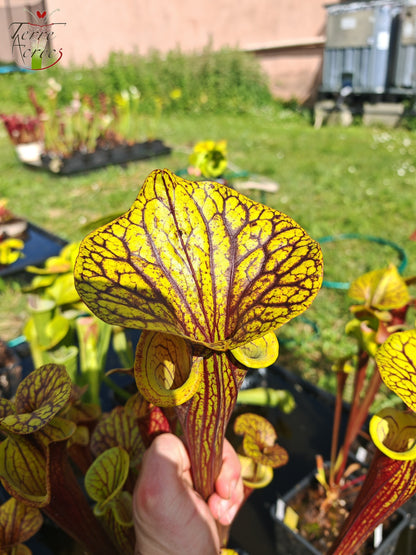 SFX08-03 Sarracenia x (“Black Veins” x ‘Waccamaw’) (clone 3)
