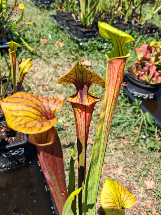 SFX09 Sarracenia x (atropurpurea -- All Red form x ornata -- Sandy Creek)