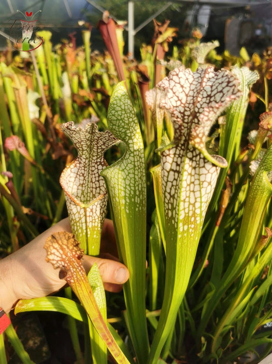 SL02 Sarracenia leucophylla -- purple and white giant form,Route 71,Nr Altha, N.Florida,W, (L19, MK)