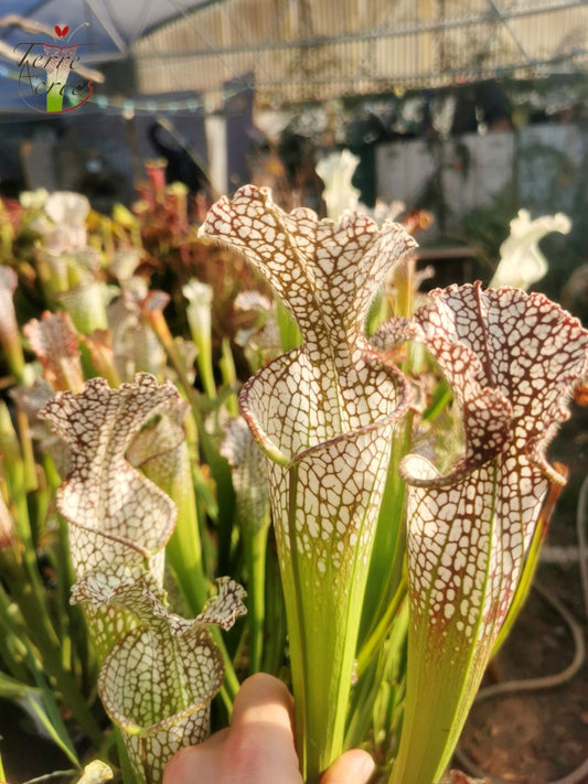 SL02 Sarracenia leucophylla -- purple and white giant form,Route 71,Nr Altha, N.Florida,W, (L19, MK)