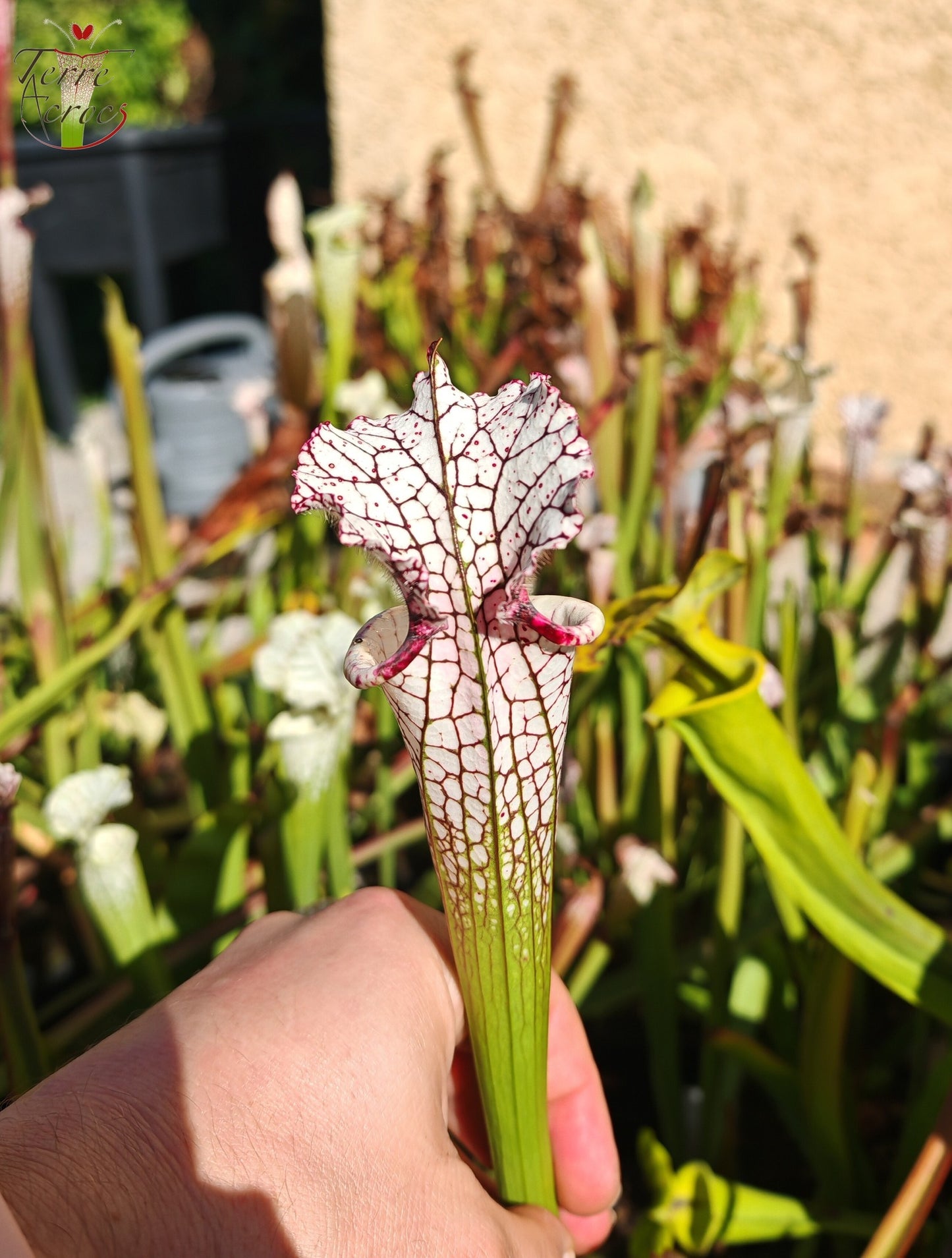 SL05 Sarracenia leucophylla -- “Red Stripe Throat” (L111, MK)
