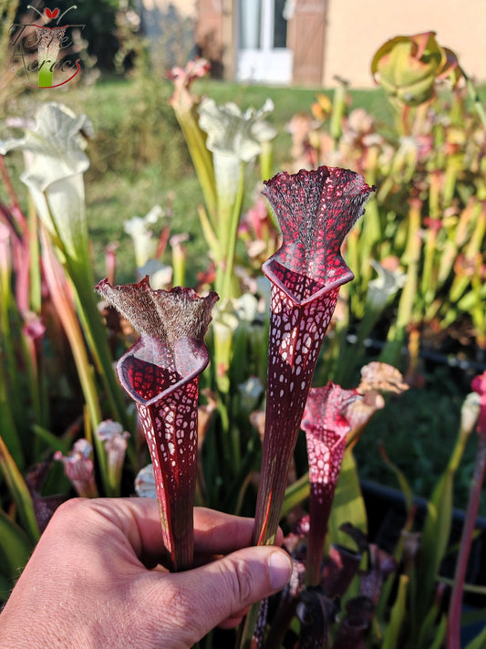 SL06 Sarracenia leucophylla -- Black Sheer