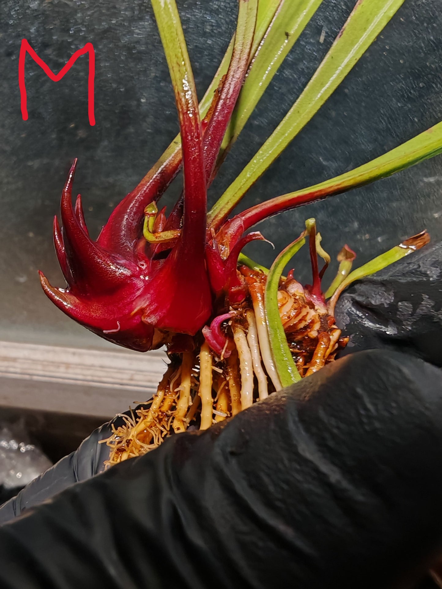 SL06 Sarracenia leucophylla -- Black Sheer