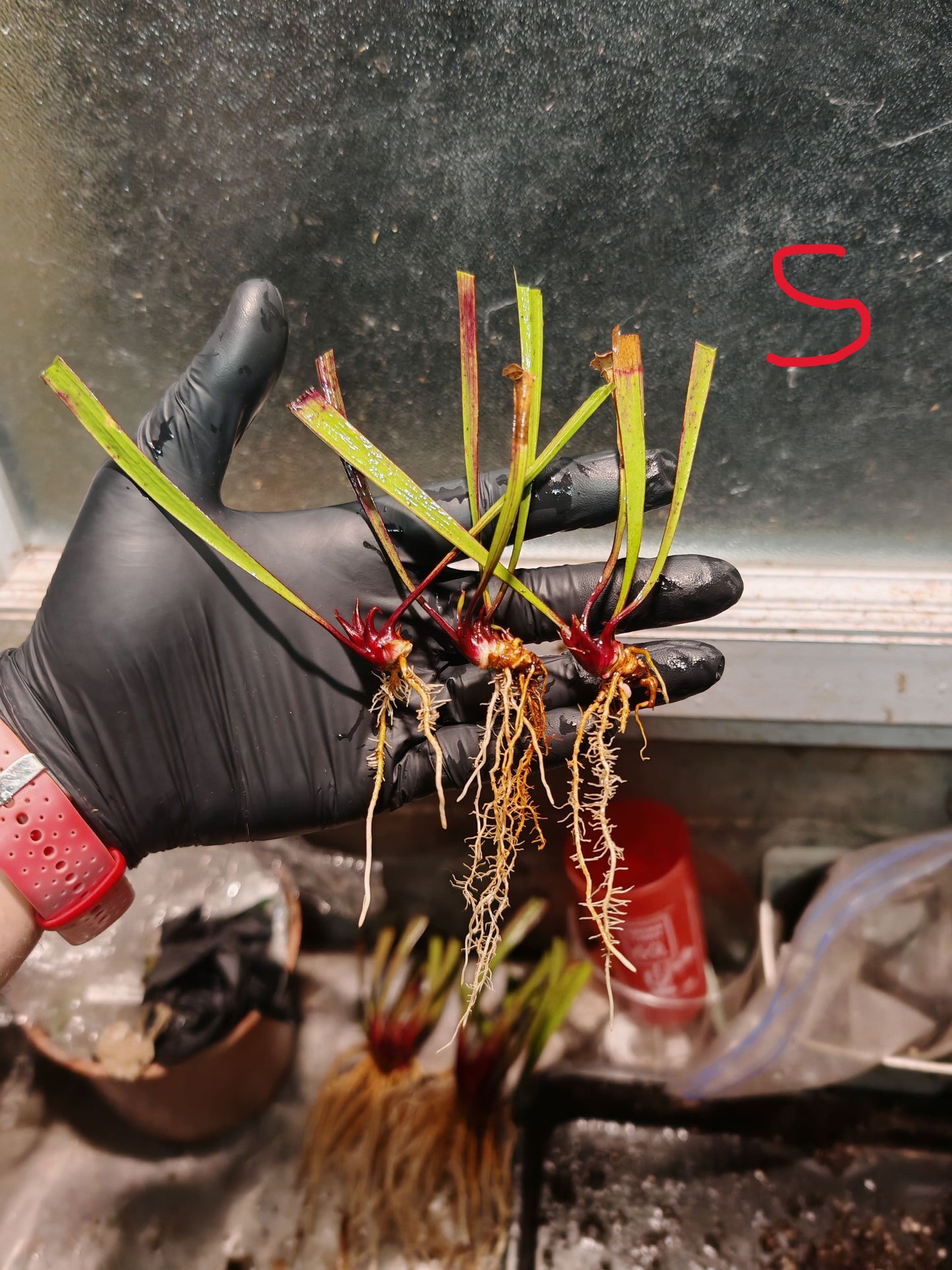 SL06 Sarracenia leucophylla -- Black Sheer