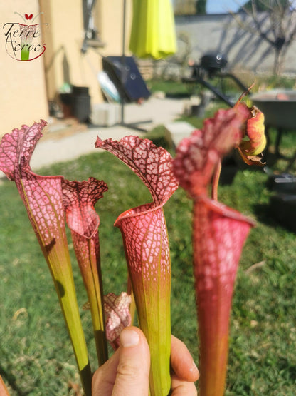 SL07 Sarracenia leucophylla – „Rosa Blatt“