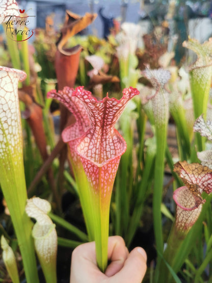 SL07 Sarracenia leucophylla – „Rosa Blatt“