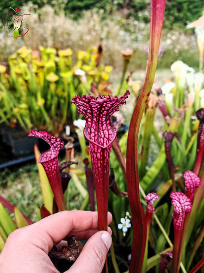 SL07 Sarracenia leucophylla – „Rosa Blatt“