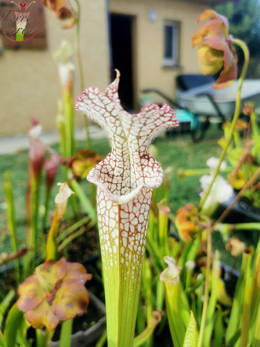 SL08 Sarracenia leucophylla -- "Helmut's Delight" (L81, MK)